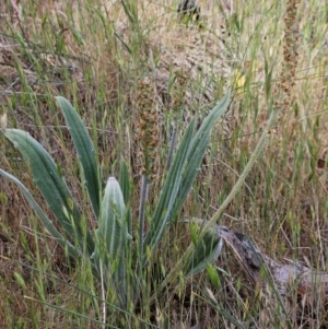 Plantago varia at Belconnen, ACT - 28 Oct 2023 03:03 PM