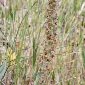 Plantago varia at Belconnen, ACT - 28 Oct 2023