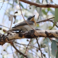 Myiagra rubecula (Leaden Flycatcher) at Belconnen, ACT - 6 Nov 2023 by Trevor