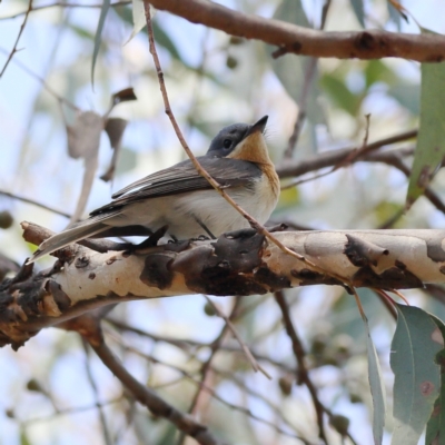 Myiagra rubecula (Leaden Flycatcher) at The Pinnacle - 6 Nov 2023 by Trevor