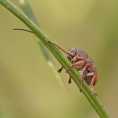 Cadmus (Cadmus) crucicollis (Leaf beetle) at ANBG South Annex - 5 Nov 2023 by ConBoekel