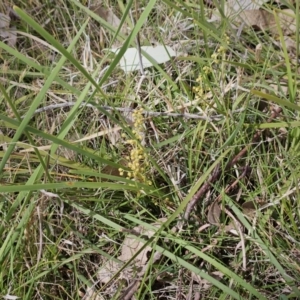 Lomandra filiformis subsp. coriacea at Belconnen, ACT - 28 Oct 2023