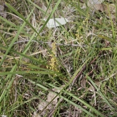 Lomandra filiformis subsp. coriacea (Wattle Matrush) at The Pinnacle - 28 Oct 2023 by sangio7