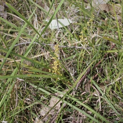Lomandra filiformis subsp. coriacea (Wattle Matrush) at The Pinnacle - 28 Oct 2023 by sangio7