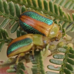 Calomela parilis (Leaf beetle) at Canberra Central, ACT - 6 Nov 2023 by ConBoekel
