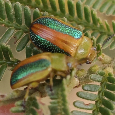 Calomela parilis (Leaf beetle) at ANBG South Annex - 5 Nov 2023 by ConBoekel
