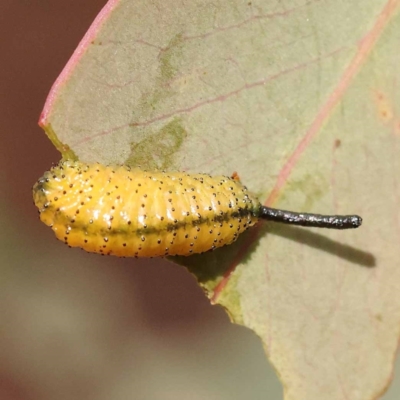 Gonipterus sp. (genus) (Eucalyptus Weevil) at Canberra Central, ACT - 6 Nov 2023 by ConBoekel