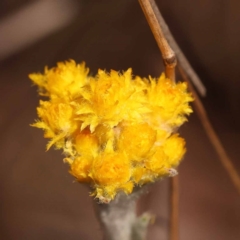 Chrysocephalum apiculatum (Common Everlasting) at ANBG South Annex - 5 Nov 2023 by ConBoekel