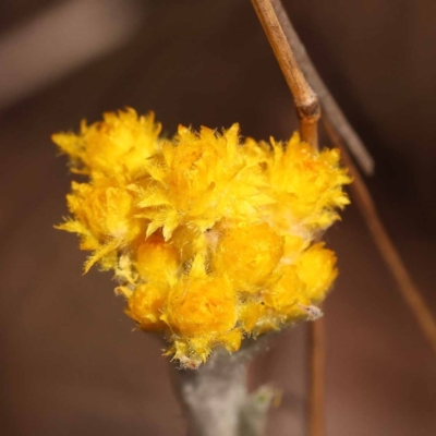 Chrysocephalum apiculatum (Common Everlasting) at ANBG South Annex - 5 Nov 2023 by ConBoekel