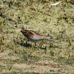 Zapornia pusilla (Baillon's Crake) at Fyshwick, ACT - 5 Nov 2023 by Caric