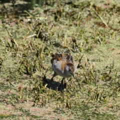 Zapornia pusilla at Fyshwick, ACT - 6 Nov 2023