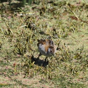 Zapornia pusilla at Fyshwick, ACT - 6 Nov 2023