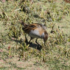 Zapornia pusilla at Fyshwick, ACT - 6 Nov 2023