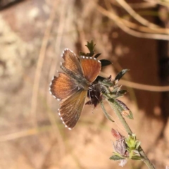 Neolucia agricola (Fringed Heath-blue) at Black Mountain NR (BMS) - 5 Nov 2023 by ConBoekel