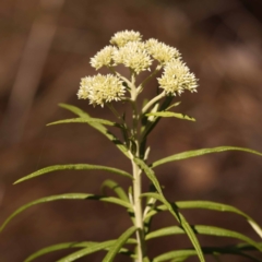 Cassinia longifolia (Shiny Cassinia, Cauliflower Bush) at Black Mountain NR (BMS) - 5 Nov 2023 by ConBoekel