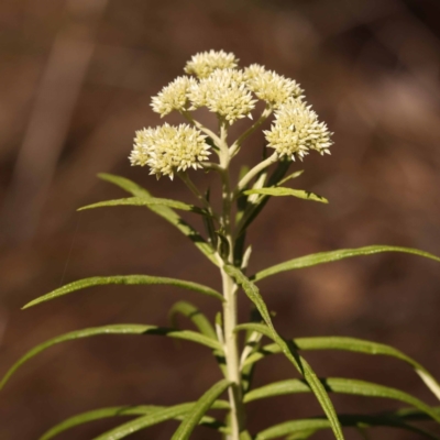 Cassinia longifolia (Shiny Cassinia, Cauliflower Bush) at ANBG South Annex - 5 Nov 2023 by ConBoekel