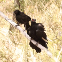 Corcorax melanorhamphos (White-winged Chough) at Canberra Central, ACT - 6 Nov 2023 by ConBoekel