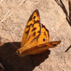 Heteronympha merope (Common Brown Butterfly) at Canberra Central, ACT - 5 Nov 2023 by ConBoekel