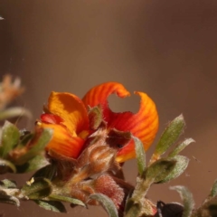 Mirbelia oxylobioides (Mountain Mirbelia) at Black Mountain NR (BMS) - 6 Nov 2023 by ConBoekel