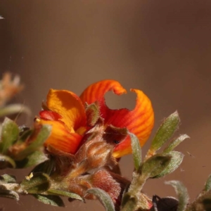 Mirbelia oxylobioides at Canberra Central, ACT - 6 Nov 2023 11:18 AM