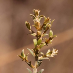 Mirbelia oxylobioides at Canberra Central, ACT - 6 Nov 2023