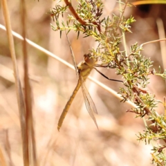 Hemicordulia tau (Tau Emerald) at Black Mountain NR (BMS) - 5 Nov 2023 by ConBoekel