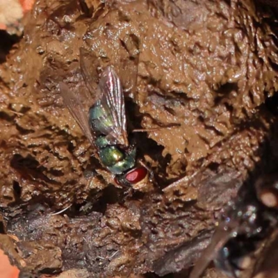 Chrysomya sp. (genus) (A green/blue blowfly) at Canberra Central, ACT - 6 Nov 2023 by ConBoekel