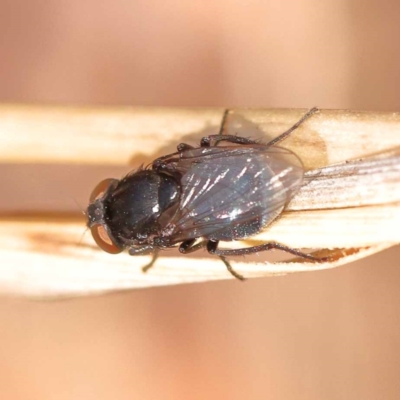Unidentified True fly (Diptera) at ANBG South Annex - 5 Nov 2023 by ConBoekel