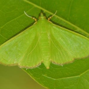 Parotis (genus) at Sheldon, QLD - suppressed