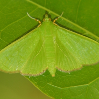 Parotis (genus) (A Crambid moth (Spilomelinae)) at Sheldon, QLD - 4 Nov 2007 by PJH123