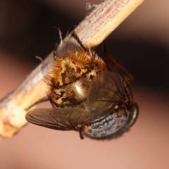 Calliphora stygia (Brown blowfly or Brown bomber) at Canberra Central, ACT - 5 Nov 2023 by ConBoekel