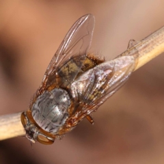 Calliphora stygia at ANBG South Annex - 6 Nov 2023