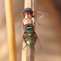 Chrysomya sp. (genus) (A green/blue blowfly) at Canberra Central, ACT - 6 Nov 2023 by ConBoekel