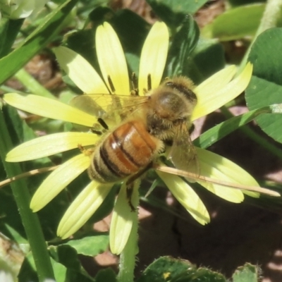 Apis mellifera (European honey bee) at Barton, ACT - 6 Nov 2023 by RobParnell