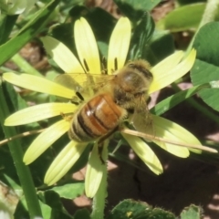 Apis mellifera (European honey bee) at Telopea Park (TEL) - 6 Nov 2023 by RobParnell