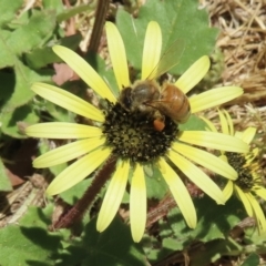 Apis mellifera at Barton, ACT - 6 Nov 2023 12:23 PM