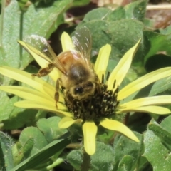 Apis mellifera at Barton, ACT - 6 Nov 2023 12:23 PM