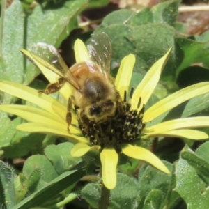 Apis mellifera at Barton, ACT - 6 Nov 2023 12:23 PM