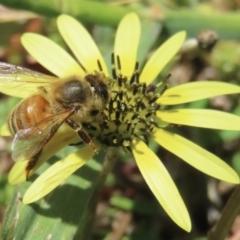 Apis mellifera at Barton, ACT - 6 Nov 2023 12:23 PM