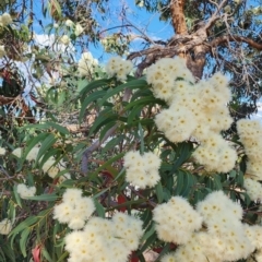 Corymbia eximia (Yellow Bloodwood) at Weetangera, ACT - 6 Nov 2023 by Steve818