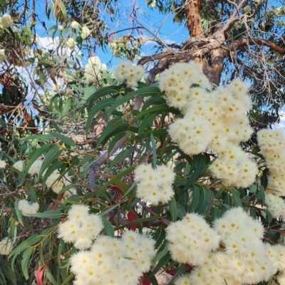 Corymbia eximia (Yellow Bloodwood) at Weetangera, ACT - 6 Nov 2023 by Steve818