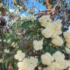 Corymbia eximia at Weetangera, ACT - 6 Nov 2023