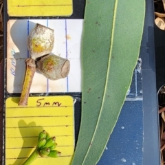 Corymbia eximia at Weetangera, ACT - 6 Nov 2023