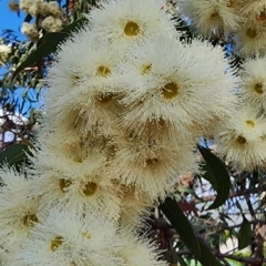 Corymbia eximia at Weetangera, ACT - 6 Nov 2023 04:20 PM