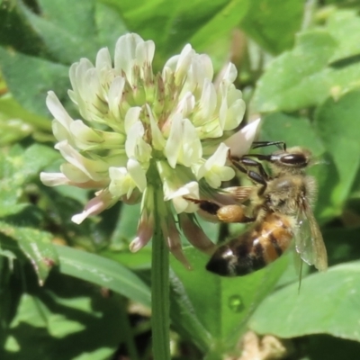 Apis mellifera (European honey bee) at Telopea Park (TEL) - 6 Nov 2023 by RobParnell