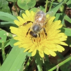 Apis mellifera (European honey bee) at Barton, ACT - 6 Nov 2023 by RobParnell