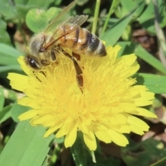 Apis mellifera at Barton, ACT - 6 Nov 2023