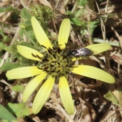 Apiformes (informal group) (Unidentified bee) at Barton, ACT - 6 Nov 2023 by RobParnell