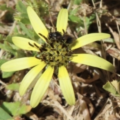 Apiformes (informal group) at Telopea Park (TEL) - 6 Nov 2023