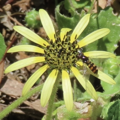 Simosyrphus grandicornis (Common hover fly) at Telopea Park (TEL) - 6 Nov 2023 by RobParnell